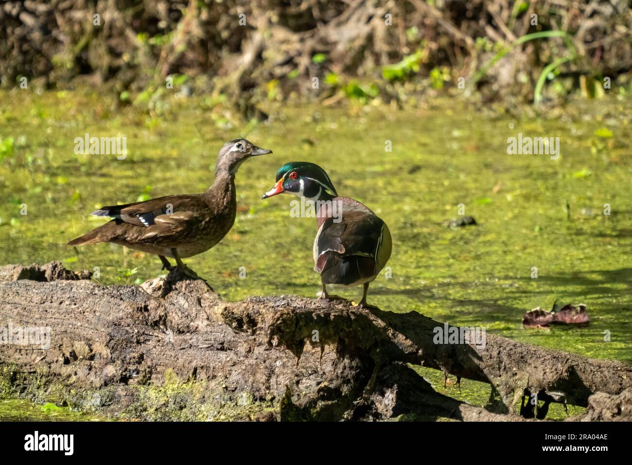 Ridgefield National Wildlife Refuge, Ridgefield, Washington, USA. Männliche und weibliche Holzenten, die auf einem Baumstamm in einem moosbedeckten Fluss ruhen Stockfoto