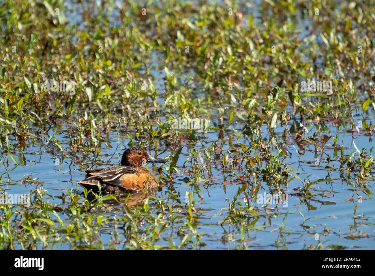 Ridgefield National Wildlife Refuge, Ridgefield, Washington, USA. Männlicher Zimtblaugrün, der in einem Sumpfteich schwimmt Stockfoto