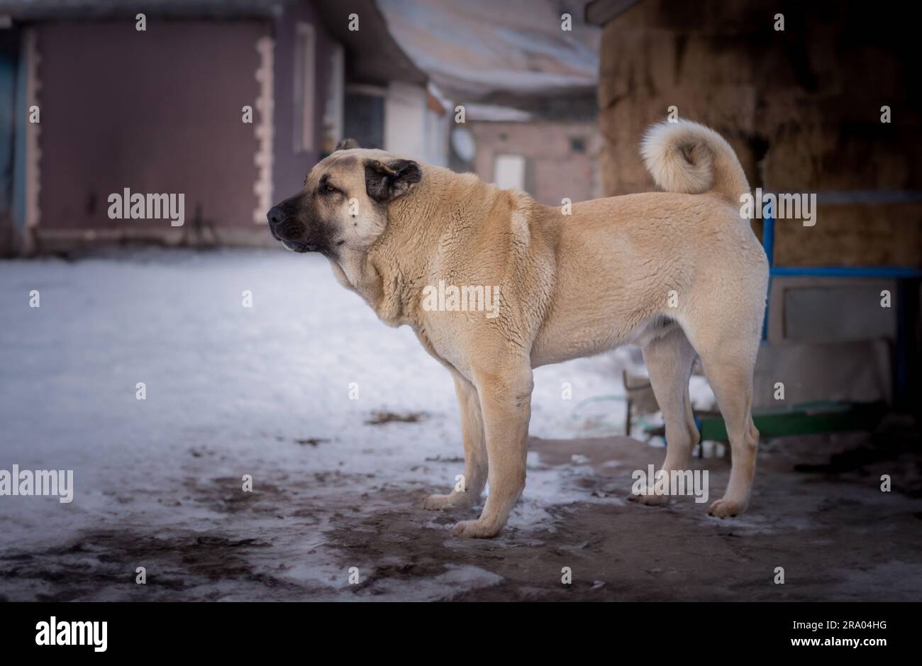 Seitenprofilansicht eines edlen Sivas-Kangalhundes. Türkischer Anatolischer Schäferhund Stockfoto