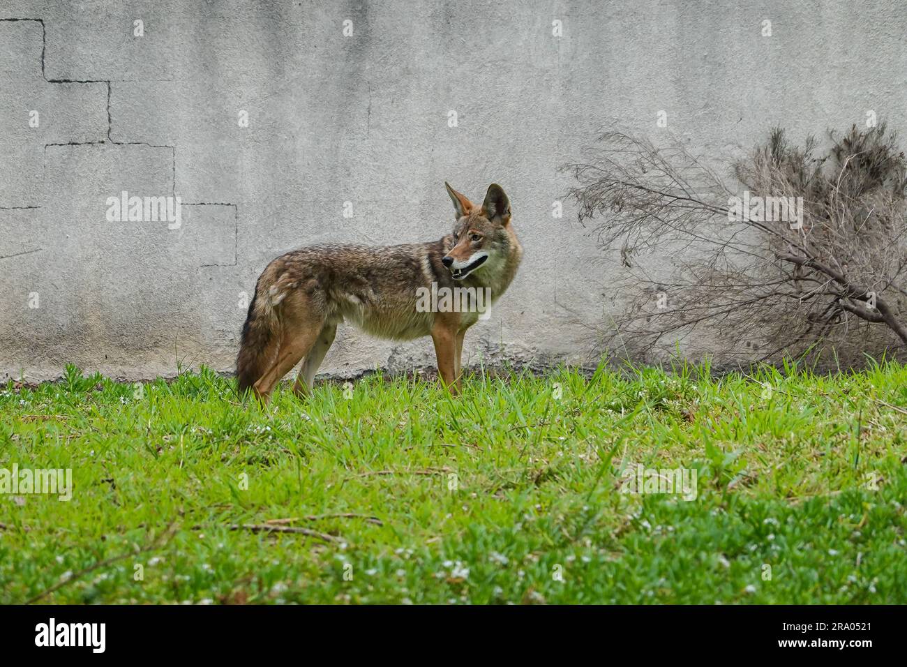 Wild Urban Coyote in Irvine Southern California; USA 19. Juni 2023 Stockfoto