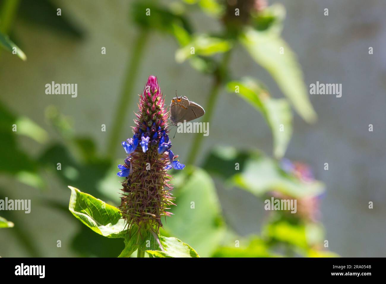 Grauer Haarsträhnen-Schmetterling, Strymon Melinus auf Blue Witches hat Blume (Pycnostachys urticifolia) in einem kalifornischen Garten, 24/06/2023 USA Stockfoto