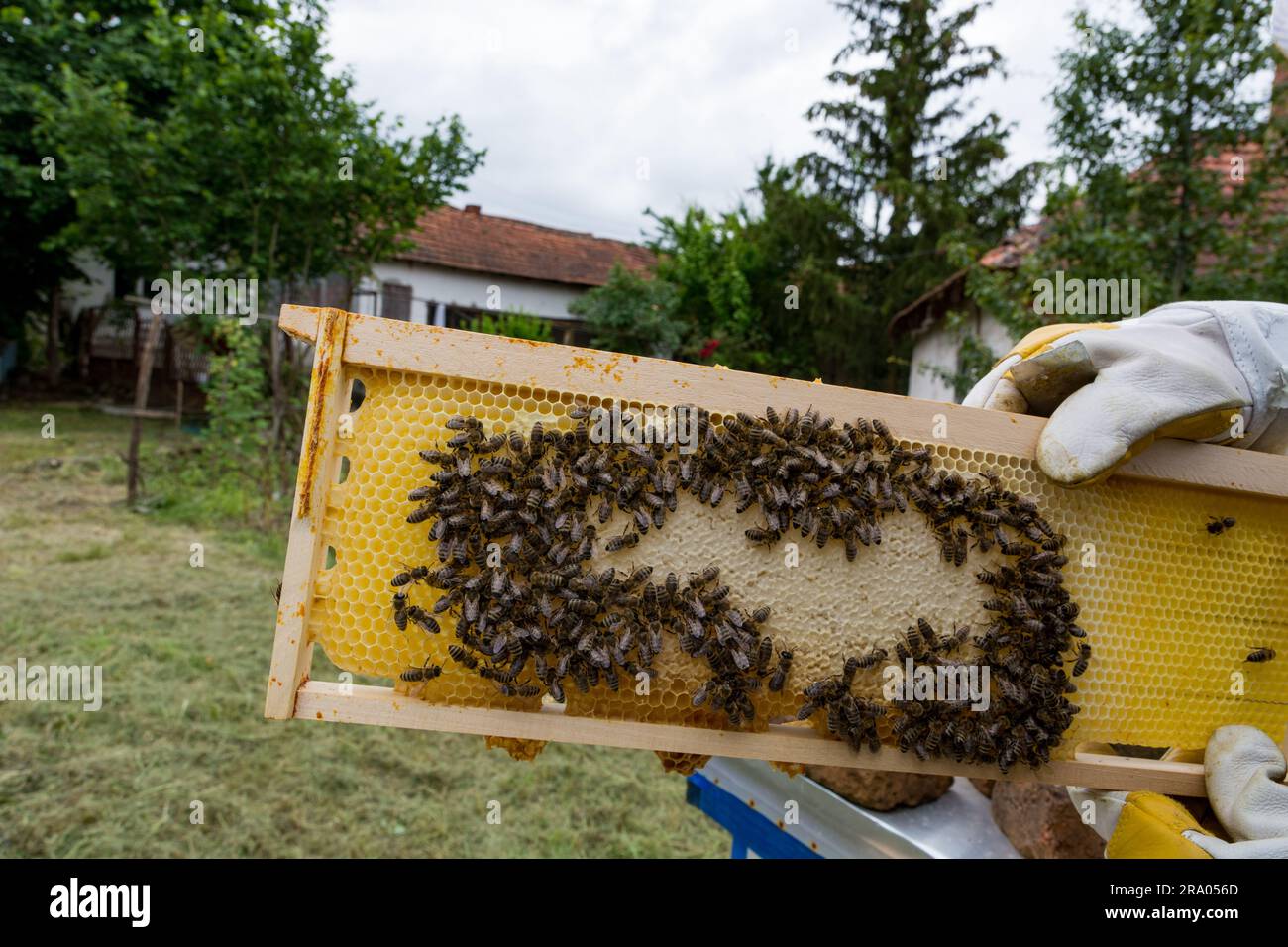 Die Hand eines Imkers hält einen Rahmen mit Bienen und gekapptem Honig in einer Sommerbienehäuser. Betonung des Konzepts der Bienenzucht Stockfoto