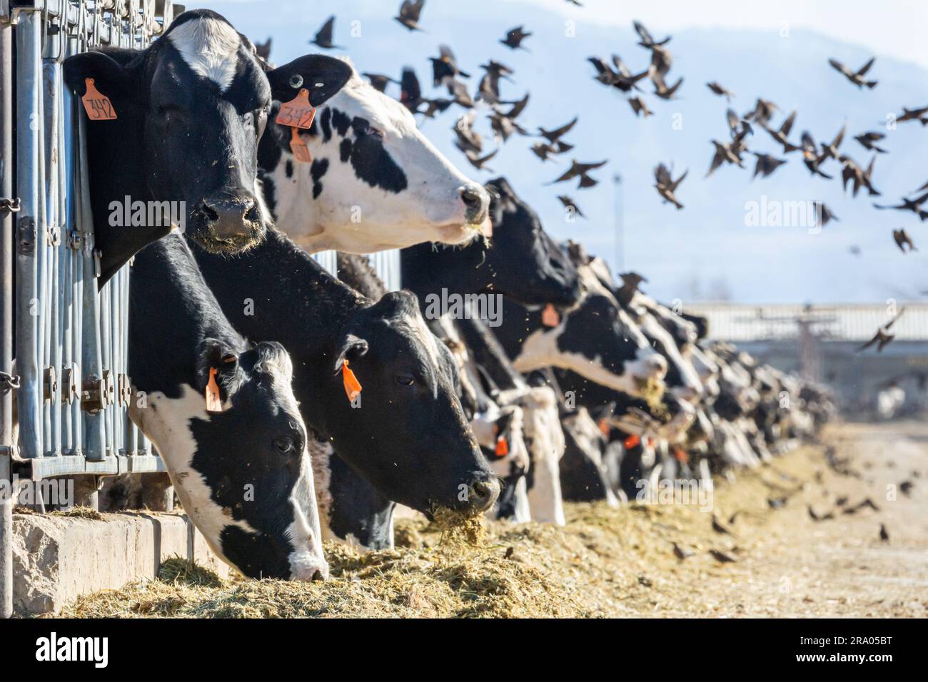Holsteinvieh auf einer Milchfarm im südkalifornischen Antelope Valley. Stockfoto