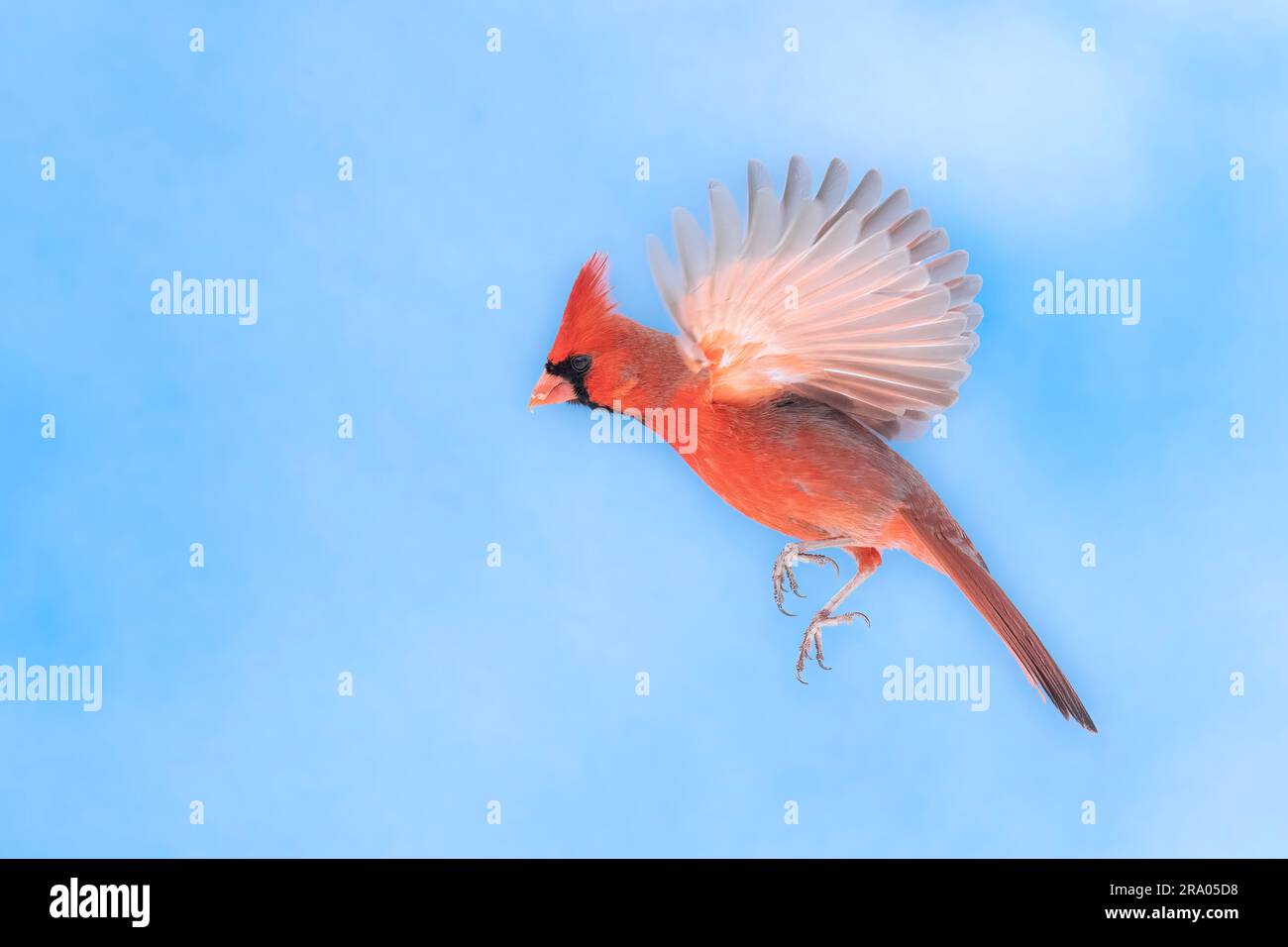 Männlicher Nordkardinal (Cardinalis cardinalis), fliegend, gegen den blauen Himmel, östliches Nordamerika, von Dominique Braud/Dembinsky Photo Assoc Stockfoto