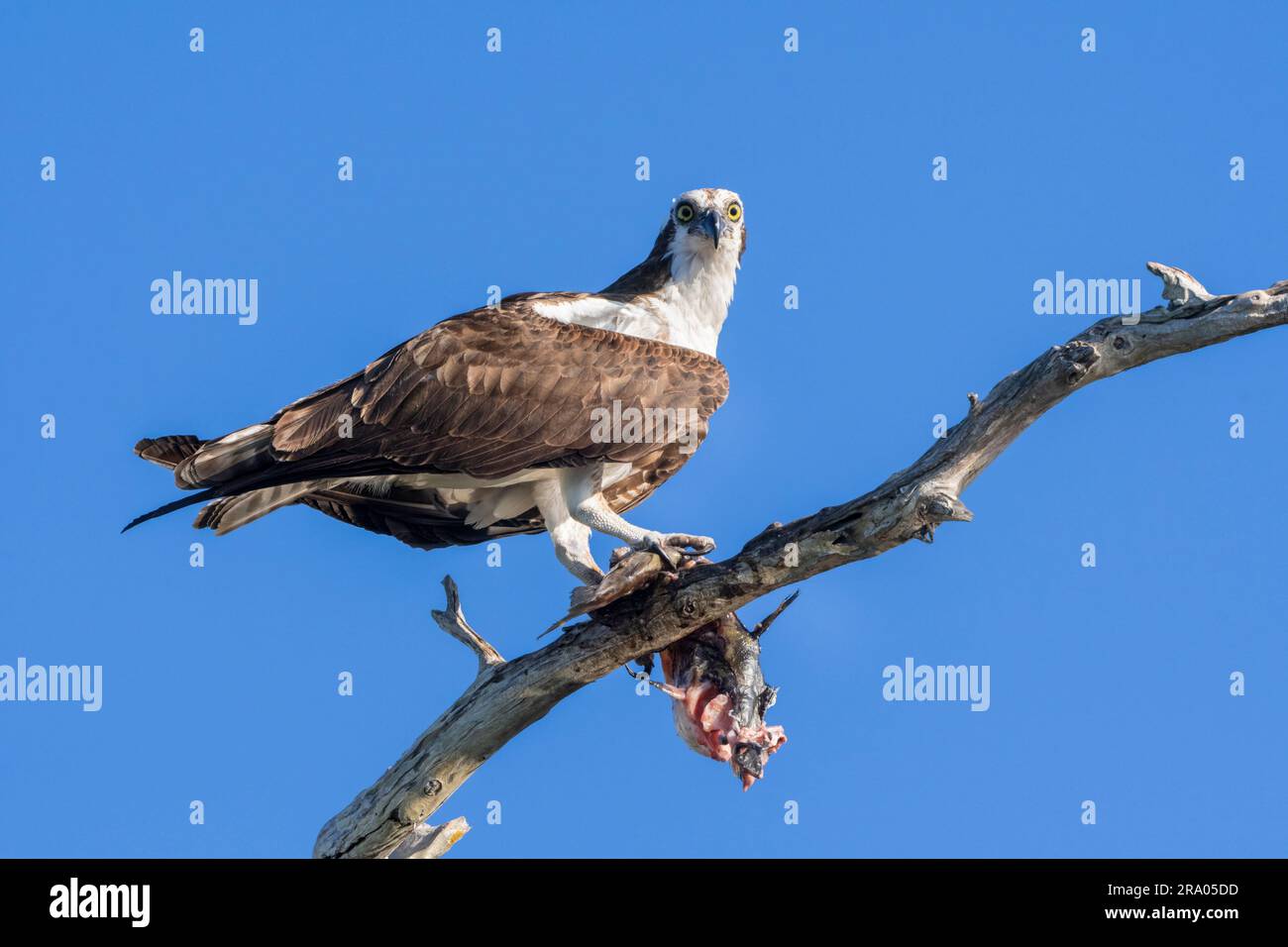 Fischadler oder Fischfalke (Pandion haliaetus) mit Fisch, Südosten der USA, von Dominique Braud/Dembinsky Photo Assoc Stockfoto Fischadler oder Fischfalke (Pandion haliaetus) mit Fisch, Südosten der USA, von Dominique Braud/Dembinsky Photo Assoc Stockfoto
