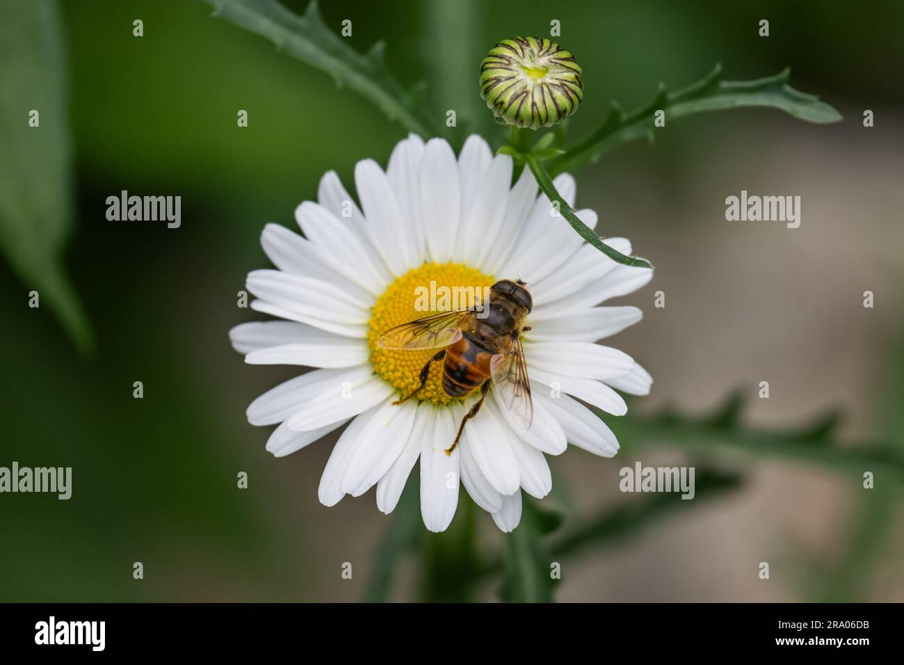 Ein Hoverfly, der in einem Garten im Speculator, NY, USA, eine weiße Ochsenröte bestäubt und sich an ihr ernährt Stockfoto