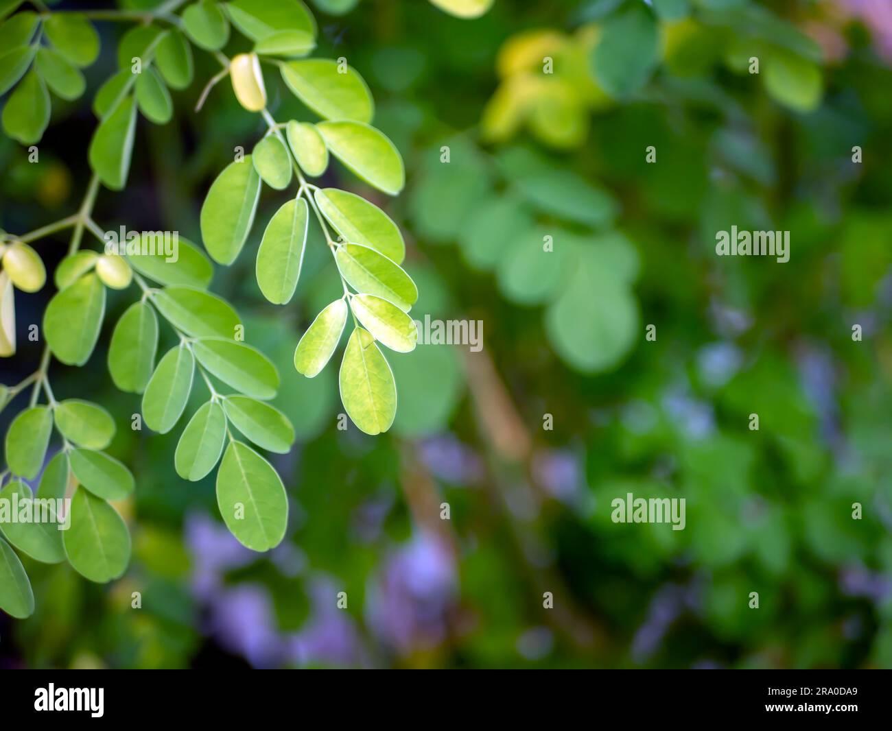 Kelor- oder Drumstick-Baum, Moringa oleifera, grün hinterlässt ausgewählten Fokus Stockfoto