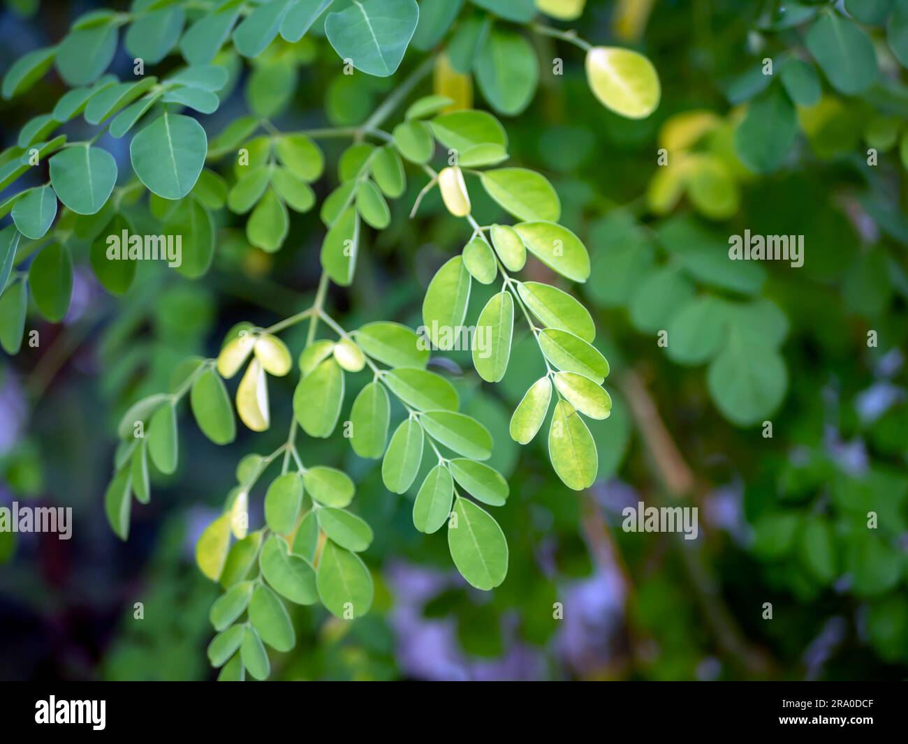 Kelor- oder Drumstick-Baum, Moringa oleifera, grün hinterlässt ausgewählten Fokus Stockfoto