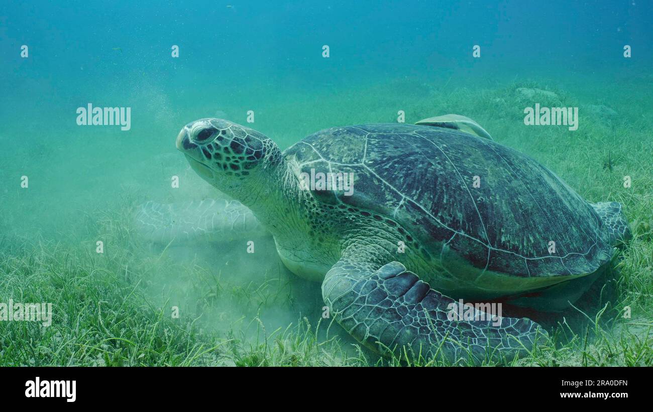 Große grüne Meeresschildkröte (Chelonia mydas) mit Remora-Fischen auf Muscheln liegt auf einer Seegraswiesen zwischen Rundblättrigem Seegras oder Nudel-Seegras (Syringodium) Stockfoto