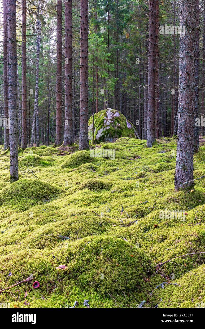 Fichtenwald mit grünem Moos und einem großen Felsbrocken, Schweden Stockfoto