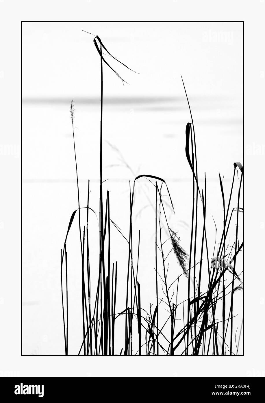 Reed am See Stockfoto