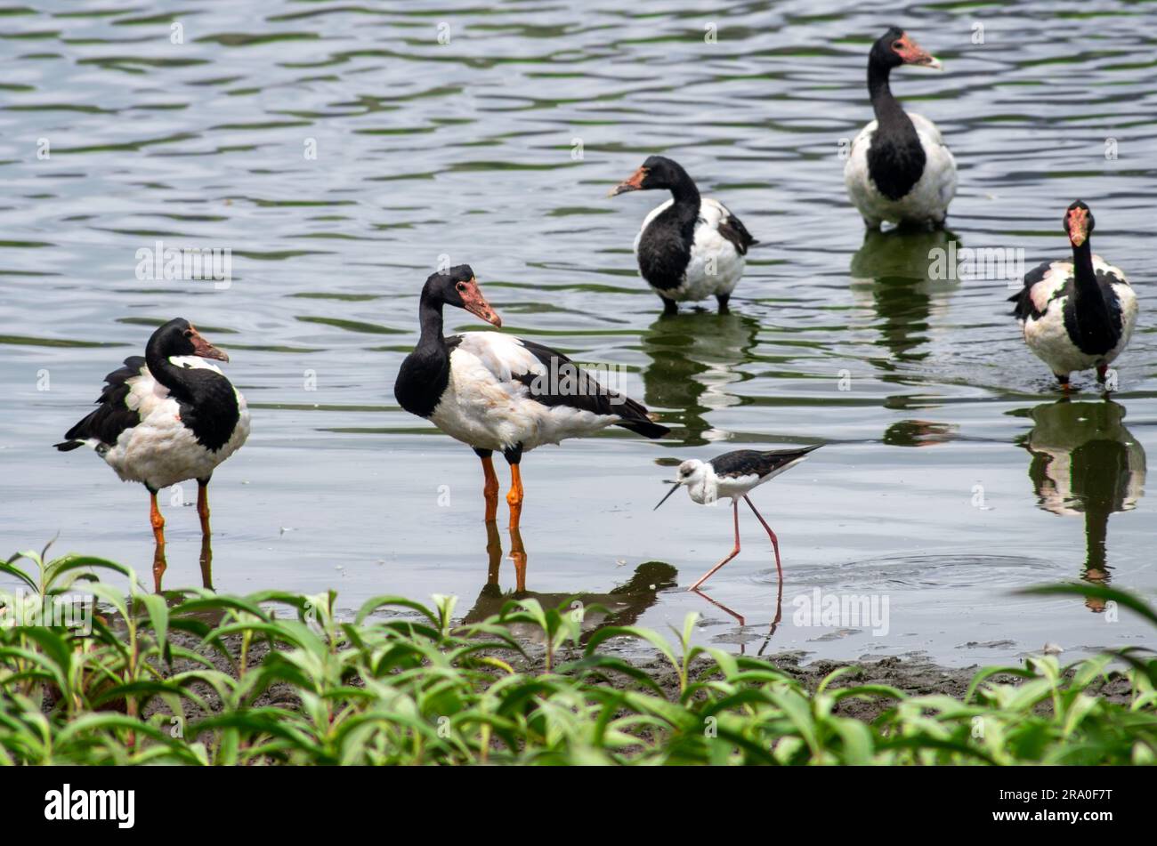 Feuchtgebiete Vögel, Magpie Gänse, Anseranas semipalmata, Rattenstiel, Hastie Sumpf. Stockfoto