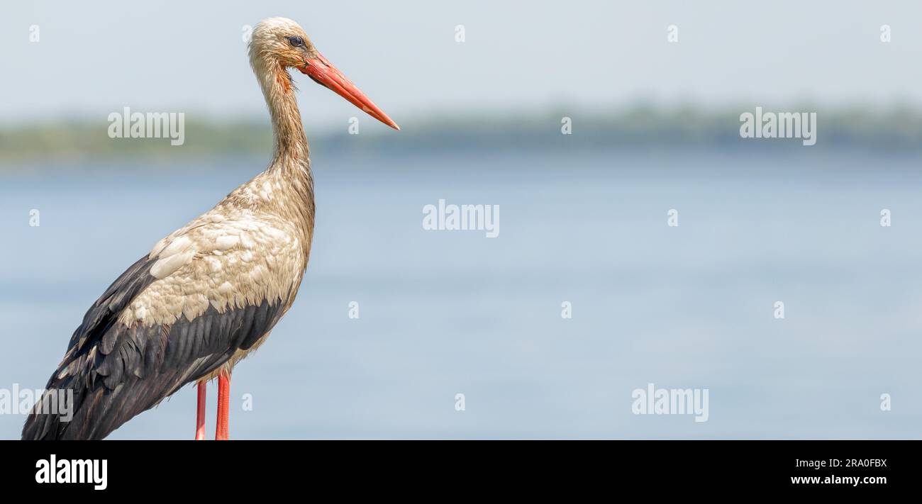 Ein schwarzen und weißer Storch steht in der Nähe der Dnjepr in der Ukraine Stockfoto