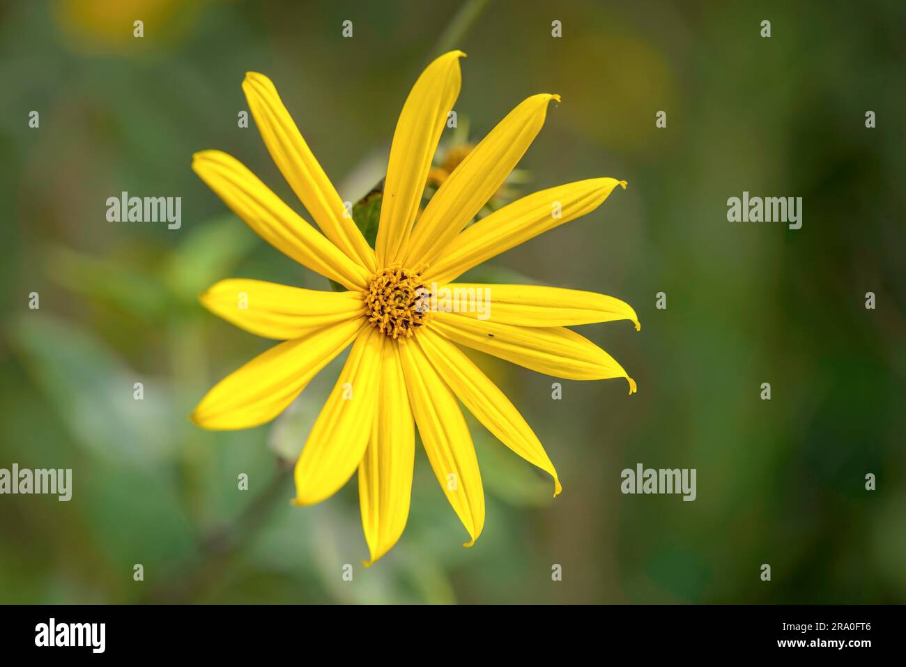 Gelbe oder Jerusalem-Artichoke (Helianthus tuberosus)-Blüte, die in der Nähe des Sees wächst Stockfoto