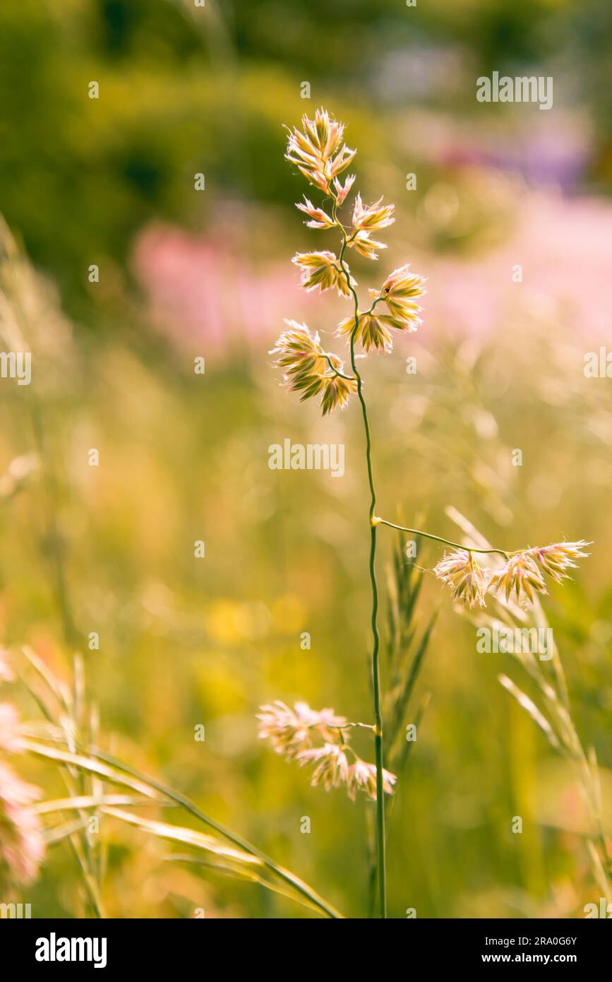 Kräuter, die vom Wind auf einer Wiese unter der warmen Frühlingssonne bewegt wurden Stockfoto