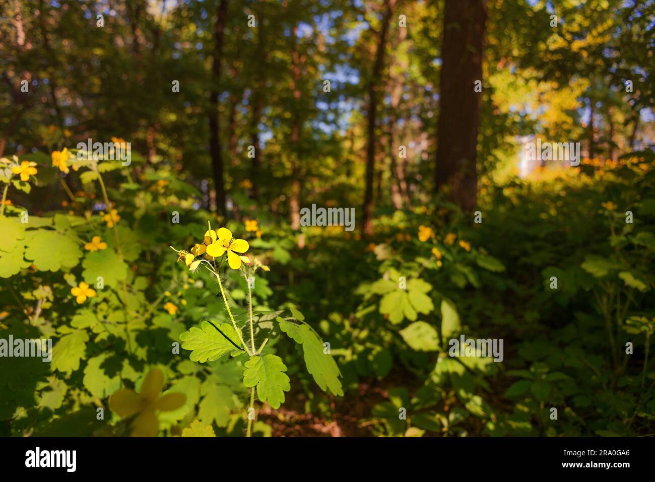 Eine kleine gelbe Blume unter der Frühlingssonne Licht in das dunkle Holz Stockfoto