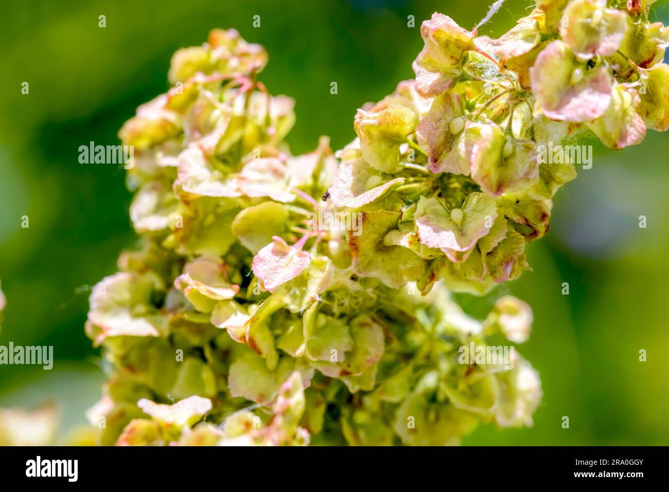 Makro-Detail Rumex Crispus Blume unter der warmen Sommersonne Stockfoto