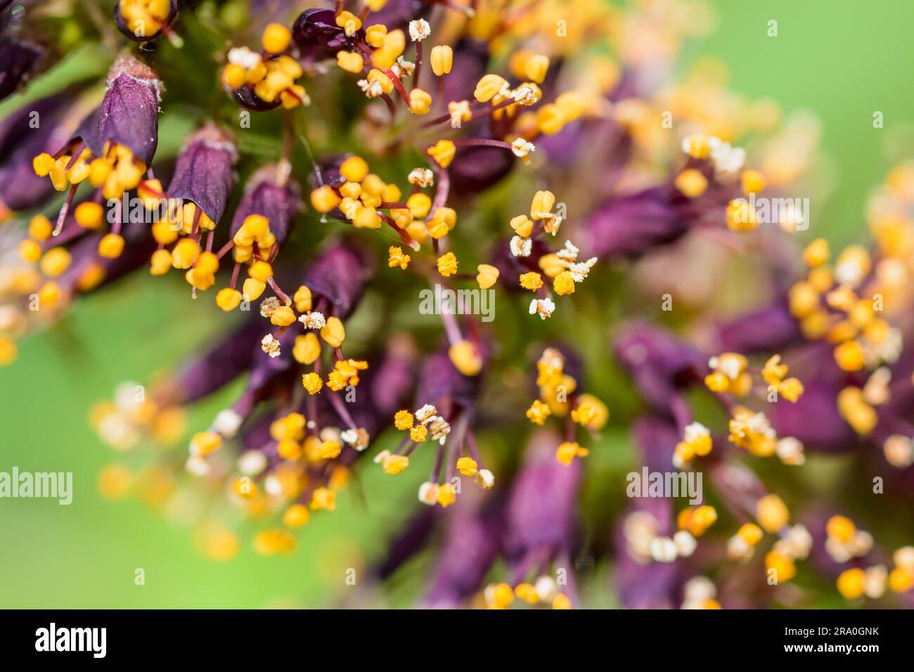 Makrofoto des rosa Akazie Knospen mit weißen und orangefarbenen Staubgefäßen voller Pollen und neue rosa Blüten Stockfoto