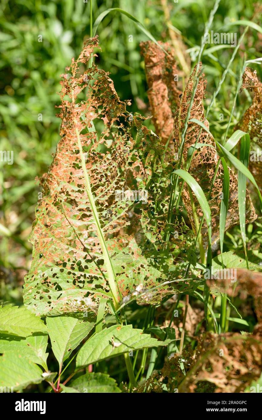 Ein Blatt wird von einigen Insekten lassen sichtbar gegessen nur die Venenstruktur Stockfoto