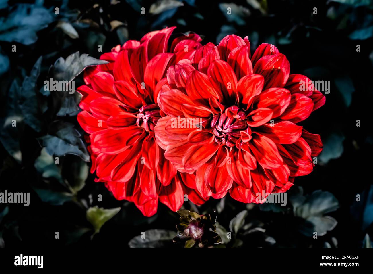 Zwei sehr schöne rote Dahlien Stockfoto