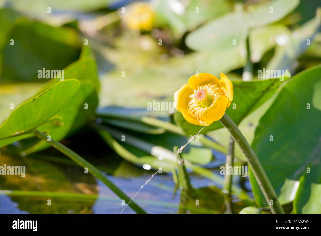 Gelb (Nuphar Lutea) im Fluss Dnieper unter der warmen Sommersonne Stockfoto