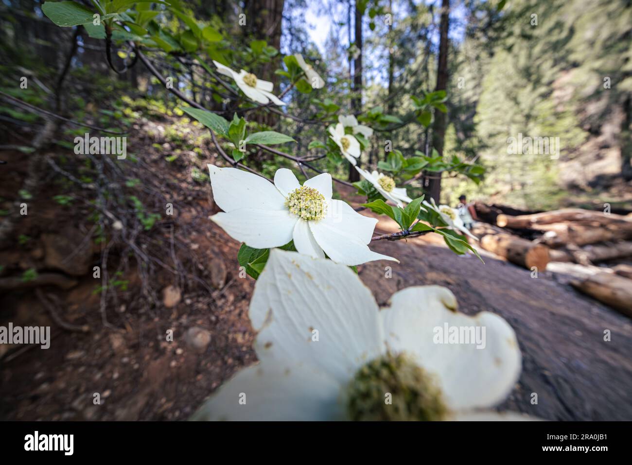 Blühender Hartrichbaum in Kalifornien Stockfoto