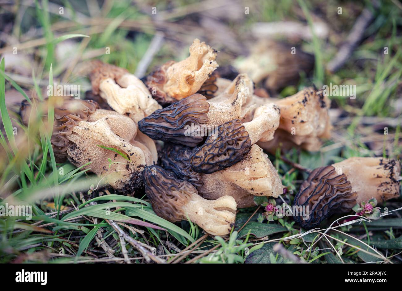 Nahaufnahme eines Haufens Morelpilze, Morchella elata. Gefunden in den Bergen der Sierra Nevada im El Dorado County, Kalifornien Stockfoto