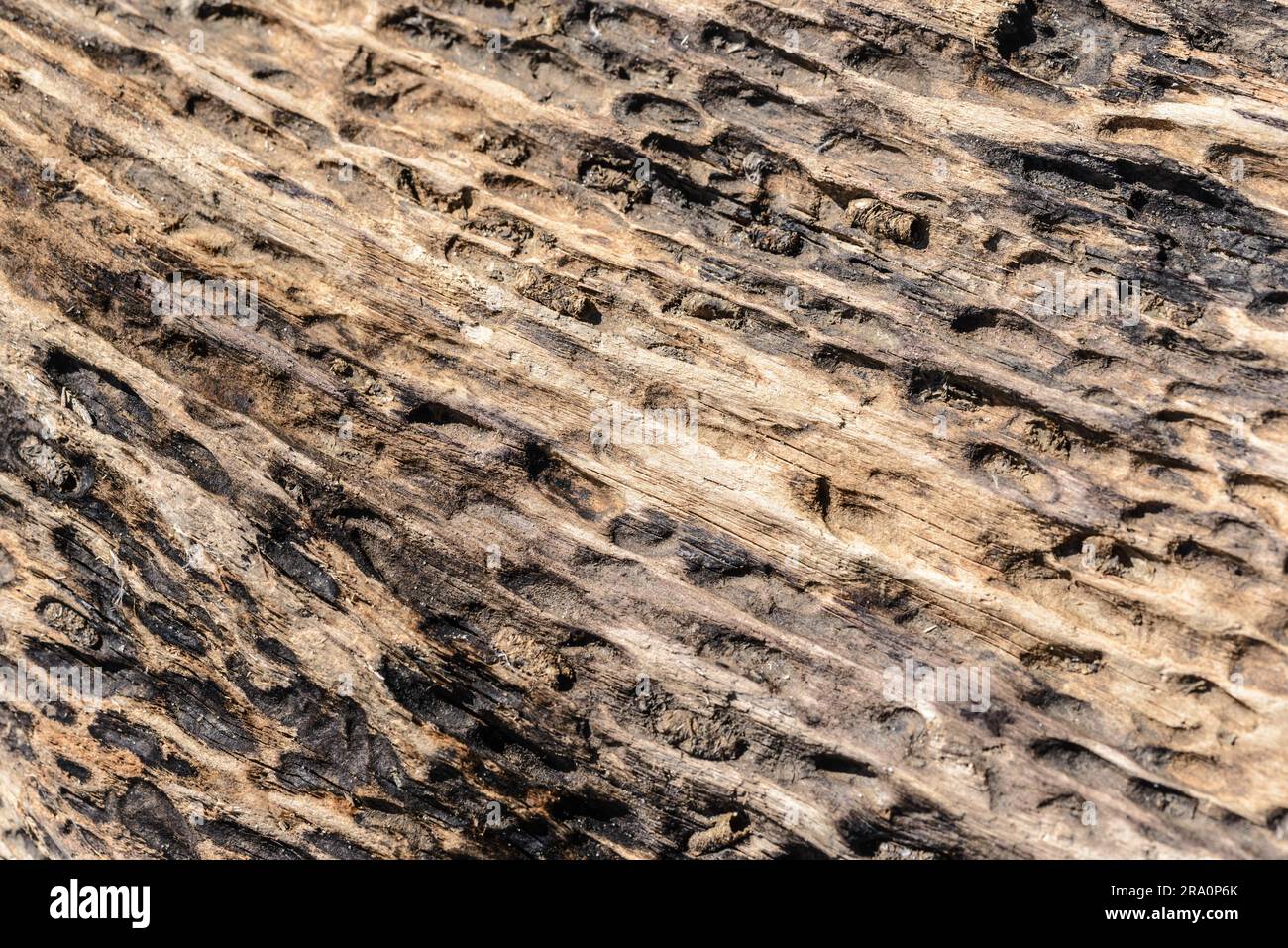 Ein Baumstamm ausgehöhlt durch das Wasser und den Fluss sand Stockfoto