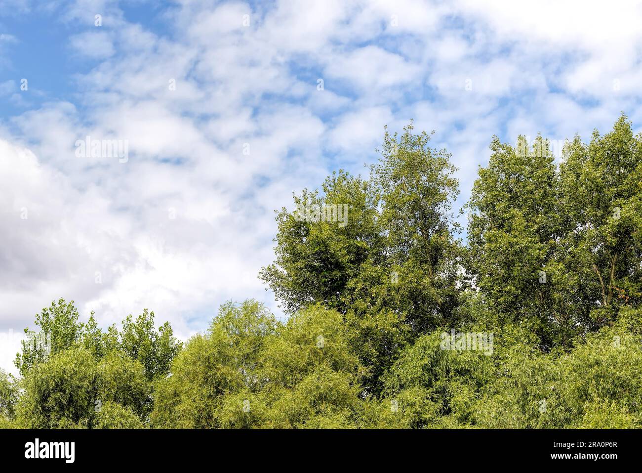 Bewölkter Himmel über die Weiden und Pappeln Bäume im Sommer Stockfoto