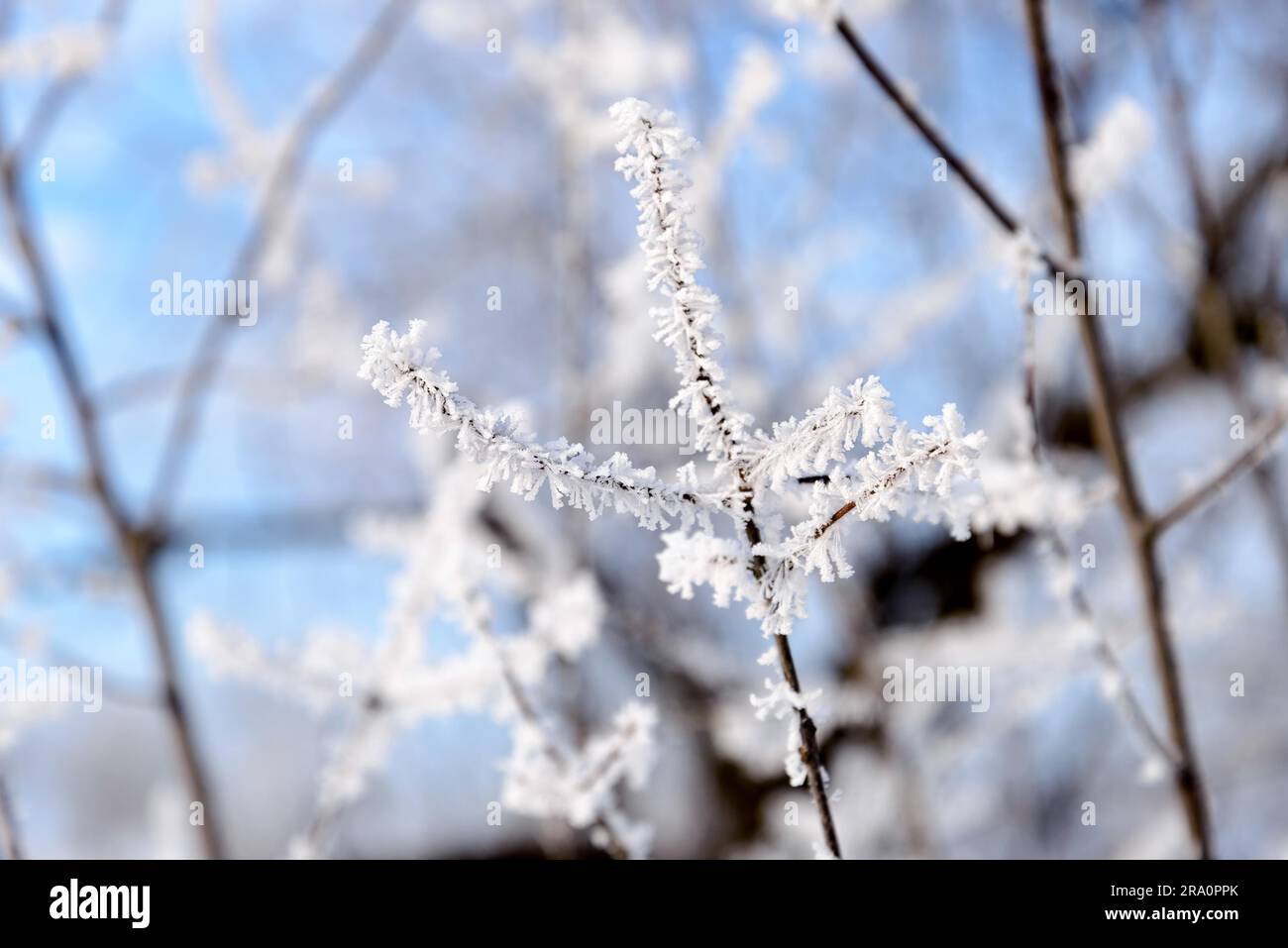 Makro von einem Zweig fallenden Schnee und Frost im winter Stockfoto