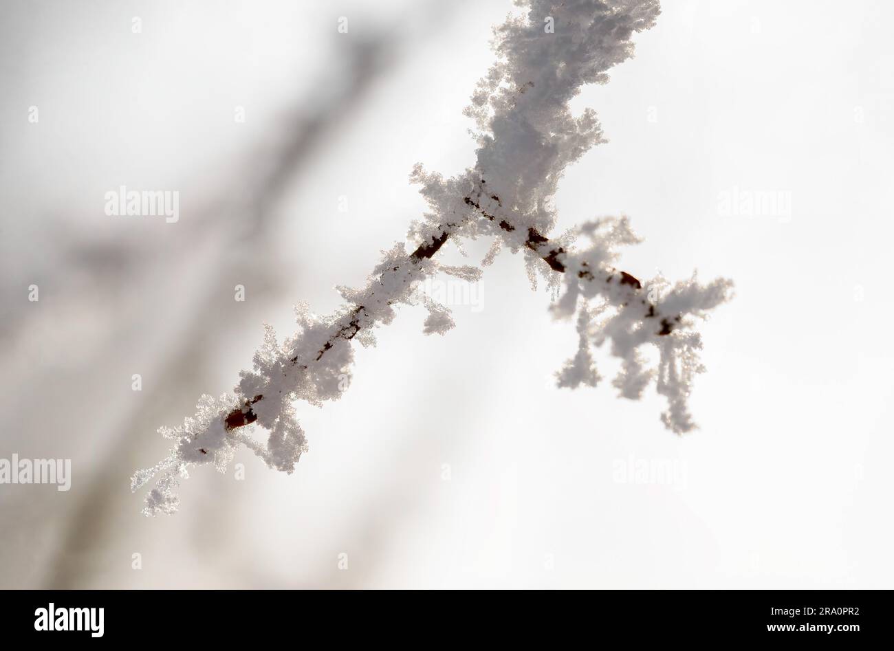 Makro von einem Zweig fallenden Schnee und Frost im winter Stockfoto