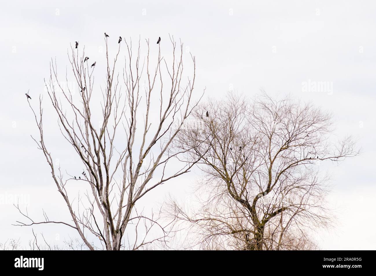 Nebelkrähen thront auf der Spitze Äste warten darauf, in einem grauen Wintertag die Flucht ergreifen Stockfoto