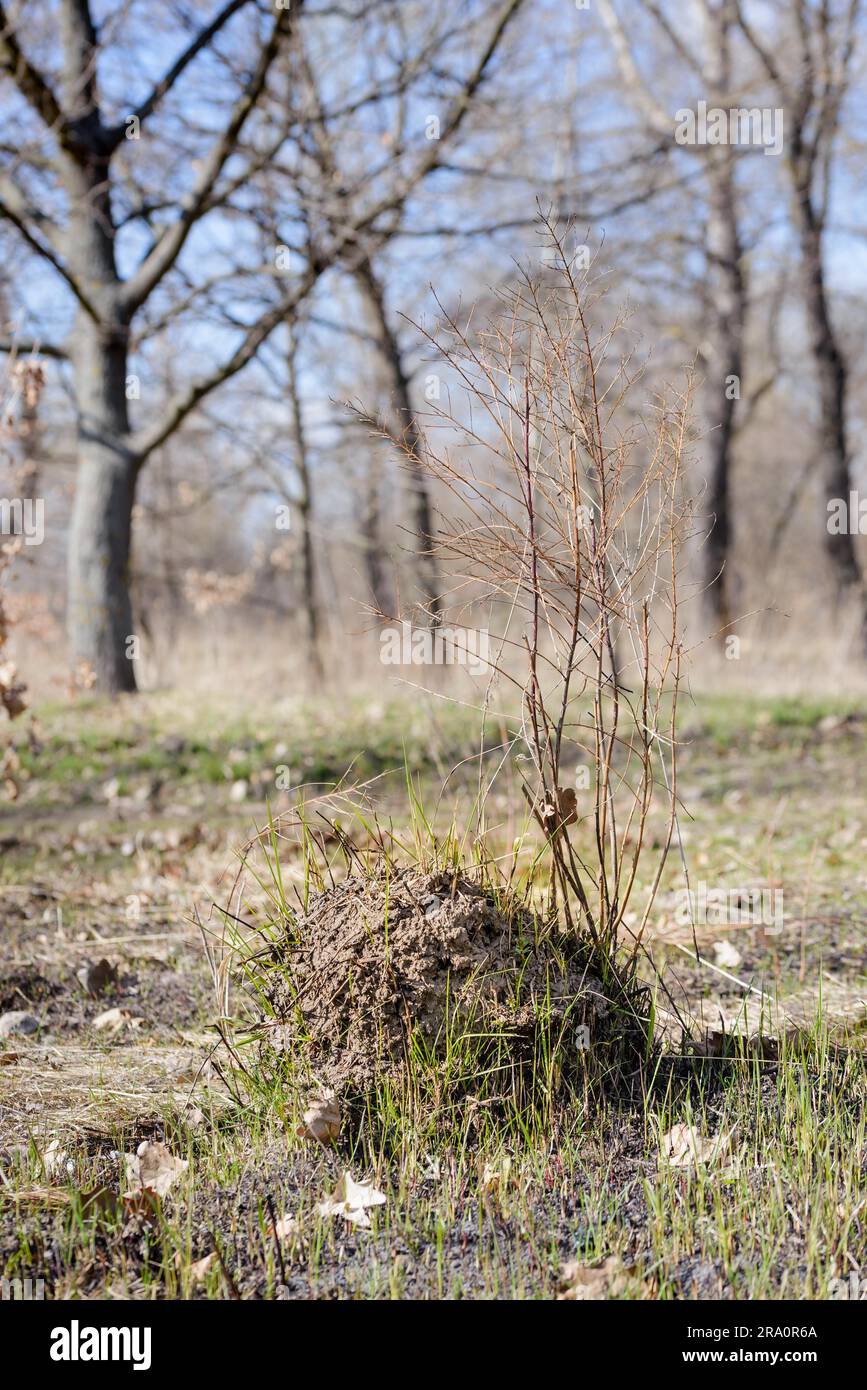 Klumpen Erde genannt Maulwurfshügel, verursacht durch ein Maulwurf in einem Feld im winter Stockfoto