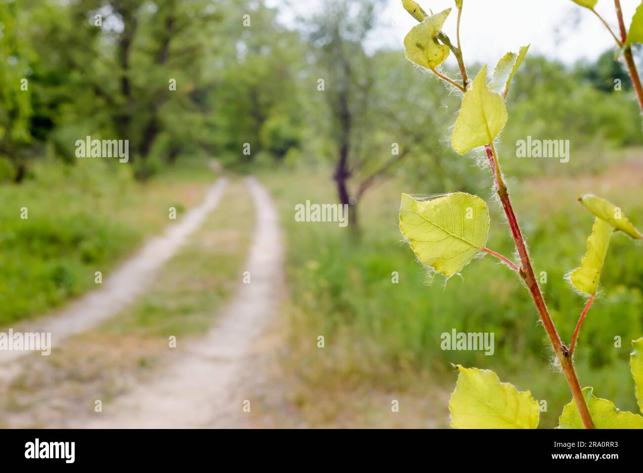 Popuplus Alba grüne, transparente Blätter mit Hintergrundbeleuchtung, auch Poplar genannt, in der Nähe einer Landstraße. Die Venen erscheinen unter dem starken Sonnenlicht Stockfoto