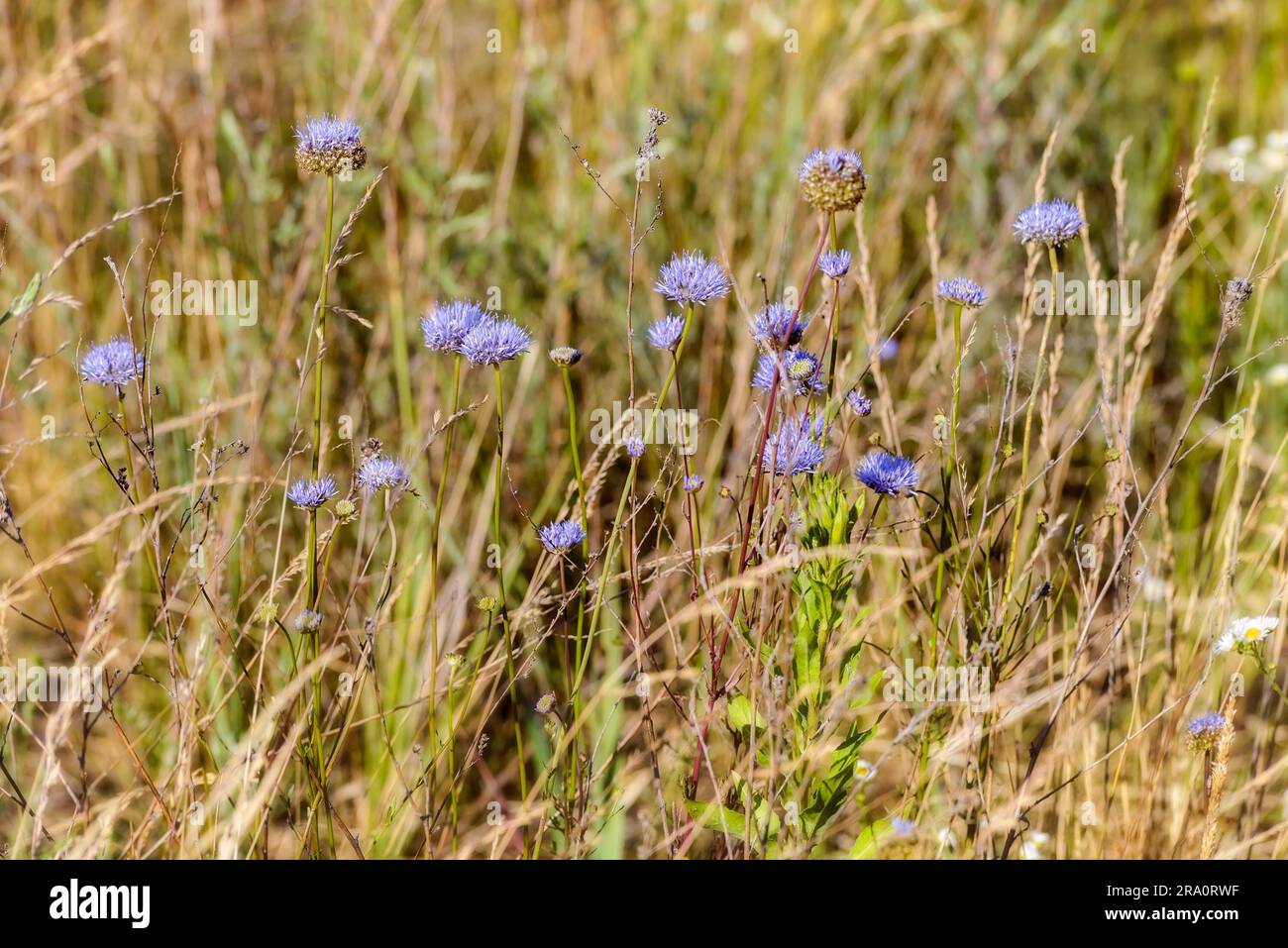 Blau, auch bekannt als Schaf's bit scabious (Jasione montana), blaue Hauben, blaue Knöpfe, blaue Gänseblümchen, eiserne Blume, Schafe sind skabös und Schafe beißen Stockfoto