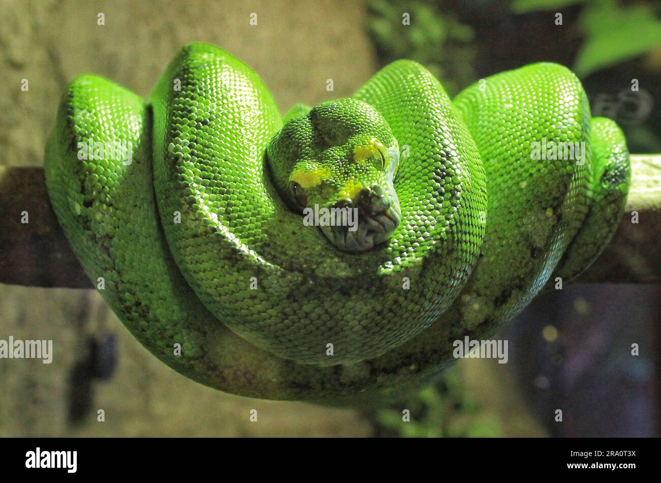 Eine Makroaufnahme einer gewickelten grünen Schlange in Safari World Thailand Stockfoto