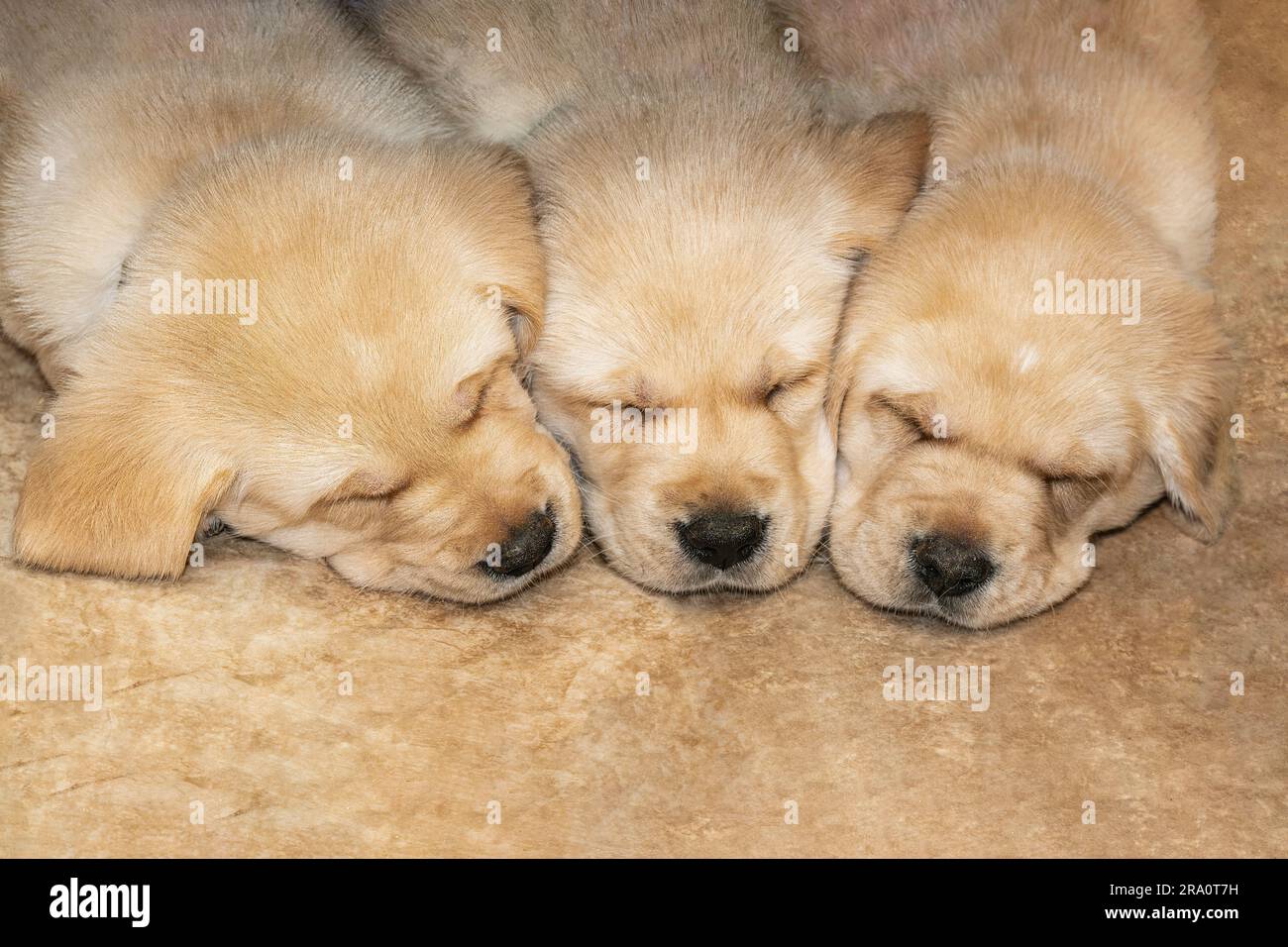 Nahaufnahme eines die Gesichter von drei Labrador Golden Retriver Mix Welpen, die im Schlaf zusammengekuschelt sind Stockfoto