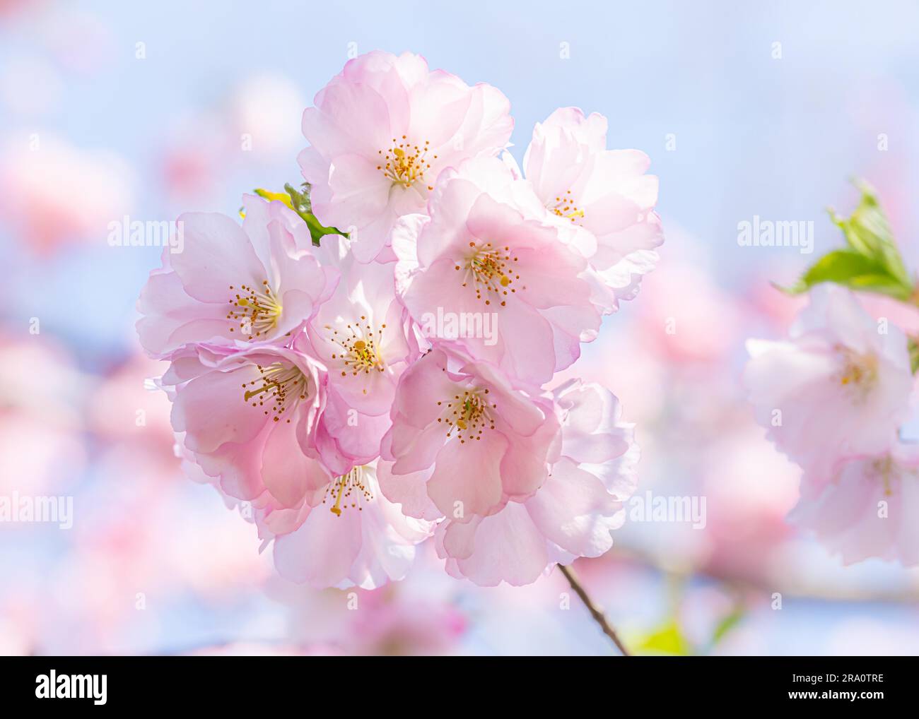 Schöne rosa Kirschblüten (Sakura) unter dem warmen Frühling So Stockfoto