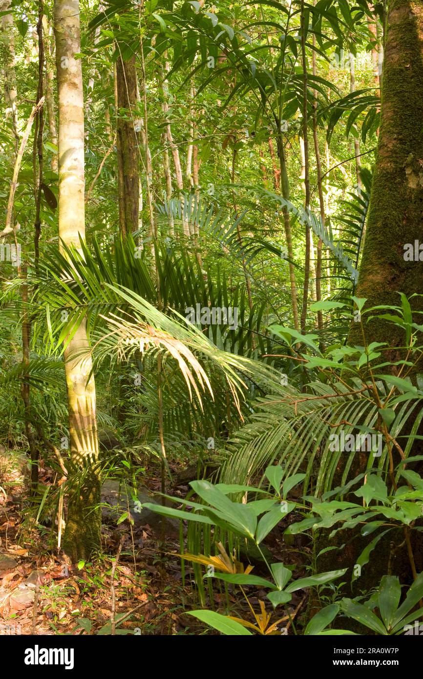 Regenwald, Terjun Temurun Nationalpark, Langkawi Insel, Malaysia Stockfoto