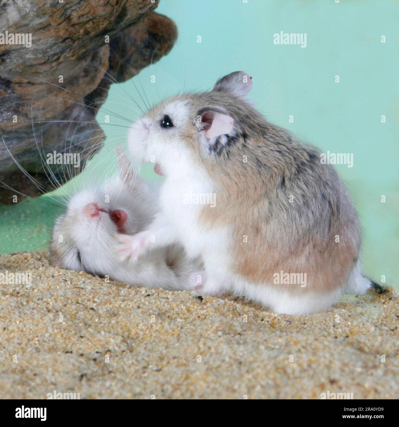 Roborovski (Phodopus roborovskii) Hamsters, Paar Stockfoto