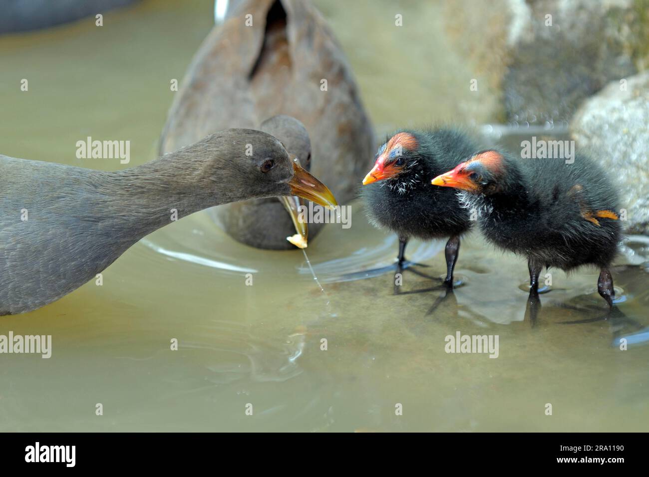 Dusky Moorhens (Gallinula tenebrosa) mit Küken, Queensland, Australien Stockfoto