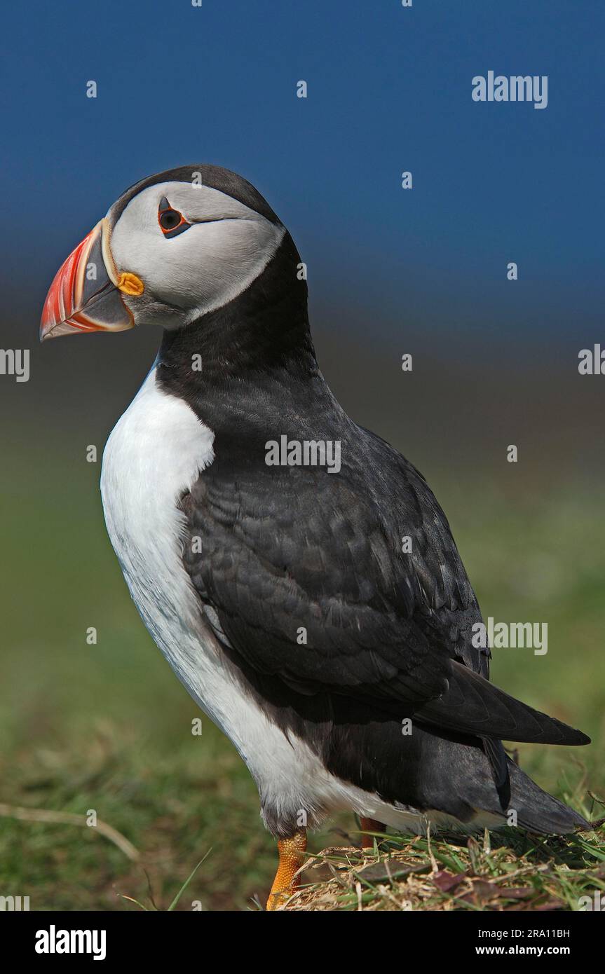 Puffin, Fratercula Arctica, Schottland, Vereinigtes Königreich Stockfoto