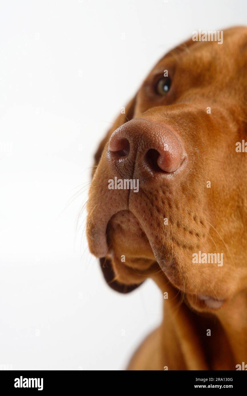 Magyar Vizsla, Ungarischer Pointing Dog Stockfoto