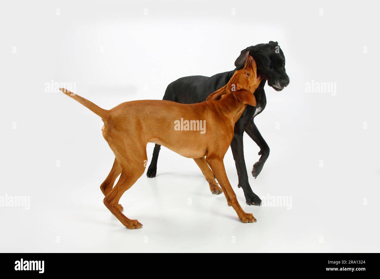 Großer Däne, weiblich, schwarz, und Magyar Vizsla, männlich, Kurzhaarige ungarische Zeiger Stockfoto