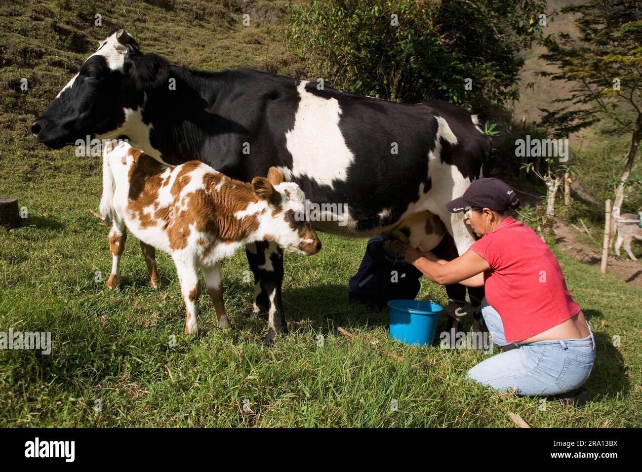 Frau, die Kuh melkt, Irubi, Provinz Imbabura, Ecuador, melkend, Kühe, Kälber, Kälberbabys Stockfoto