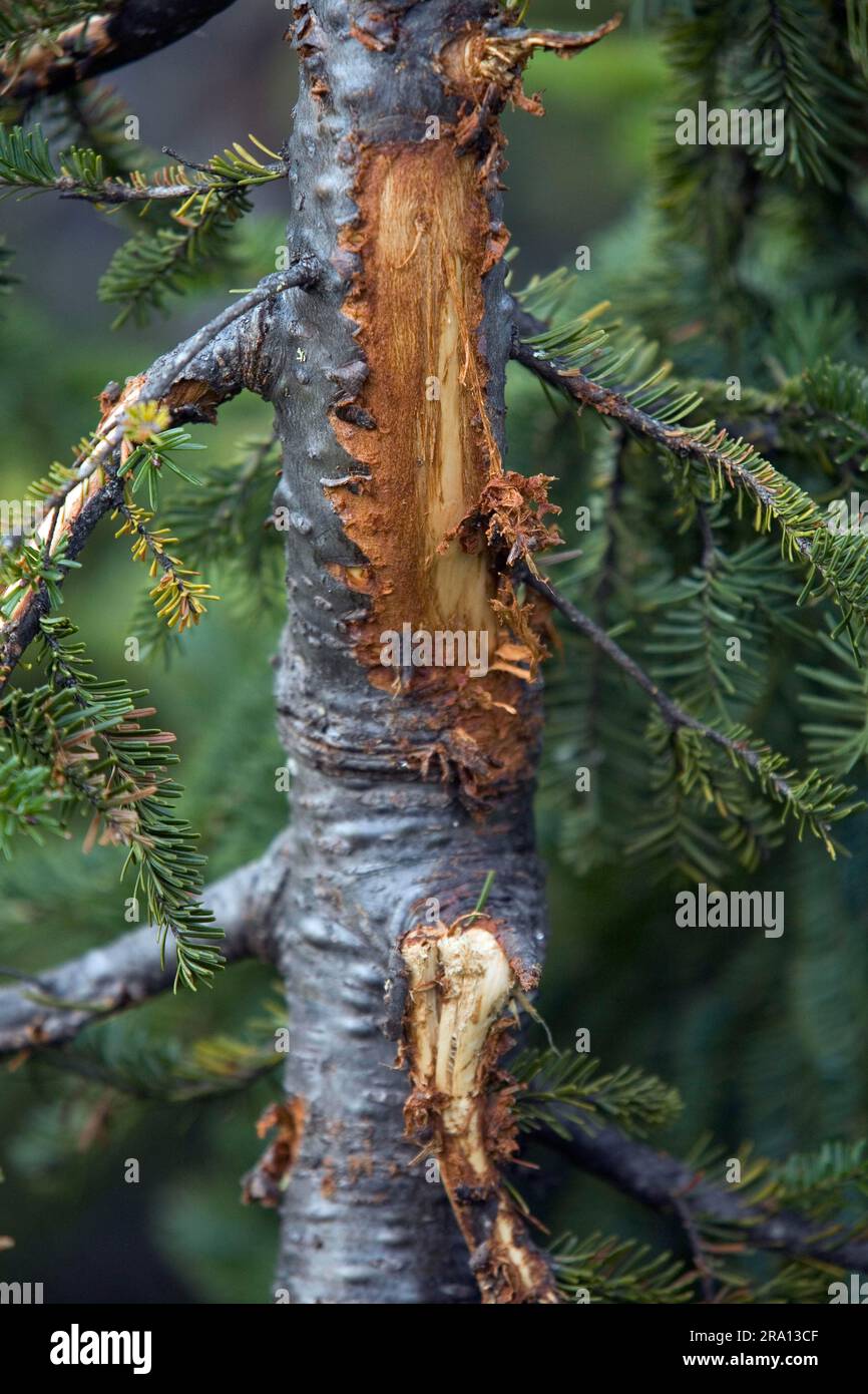Baumrinde, die von Elchen gegessen wurde, Gaspesie-Nationalpark, Quebec, Wildesser, Wildsucher, Spielschäden, Kanada Stockfoto