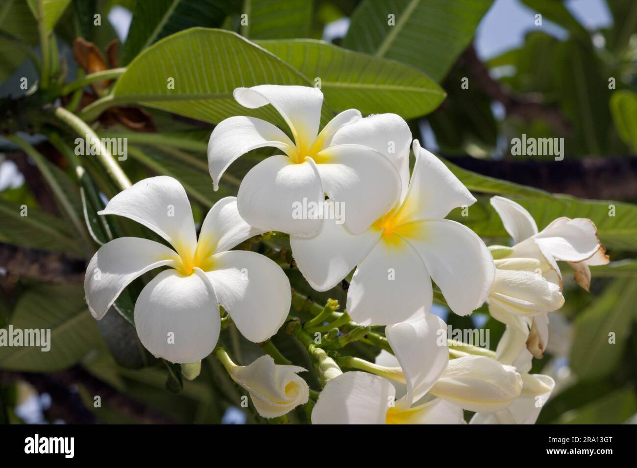 Tempelbaum, Blume, Bikini-Insel, Bikini-Atoll, Marshallinseln (Plumeria rubra), Frangipani, Pagode, Mikronesien Stockfoto