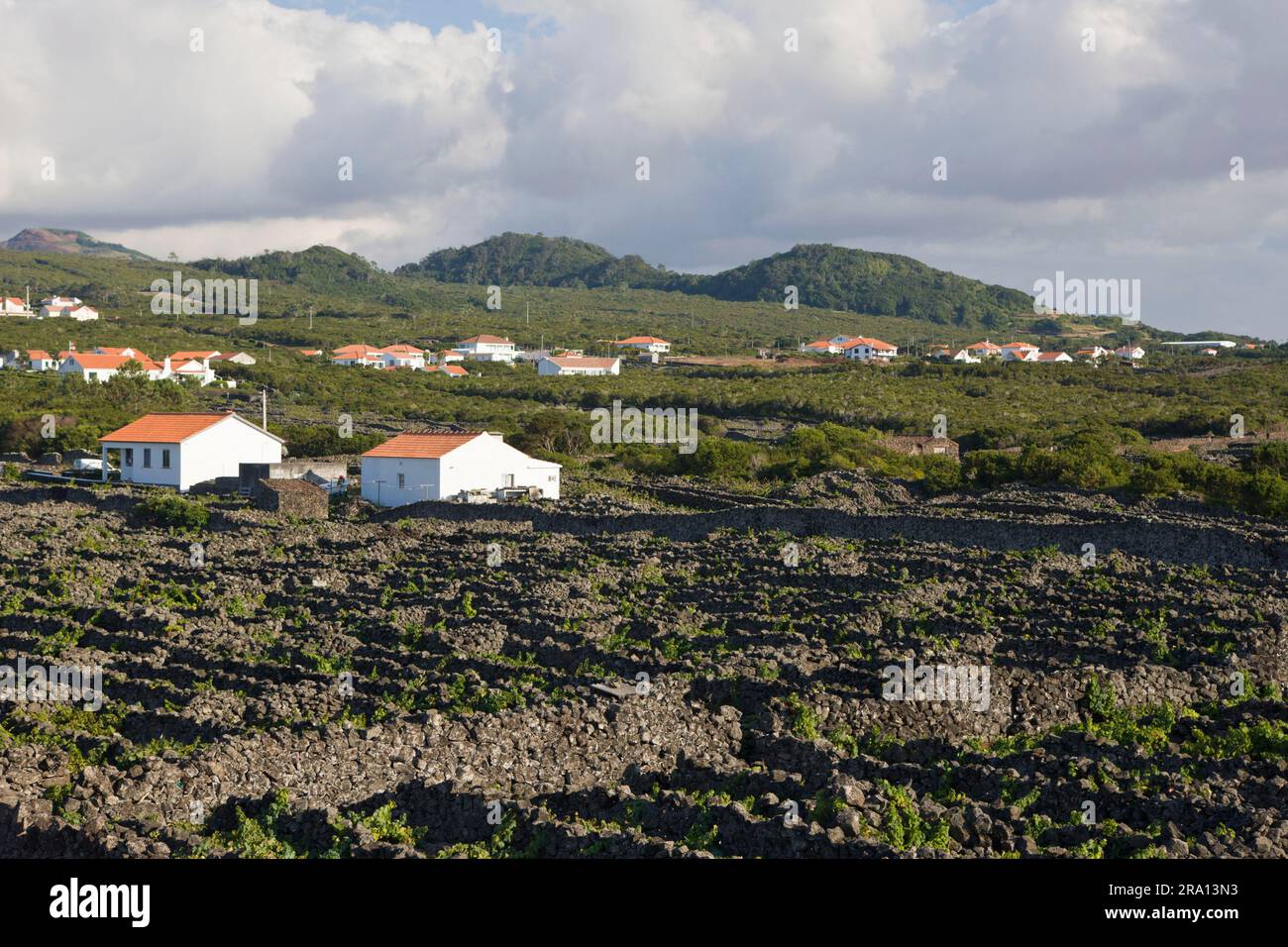 Weinbau, Pico Island, Azoren, Portugal Stockfoto