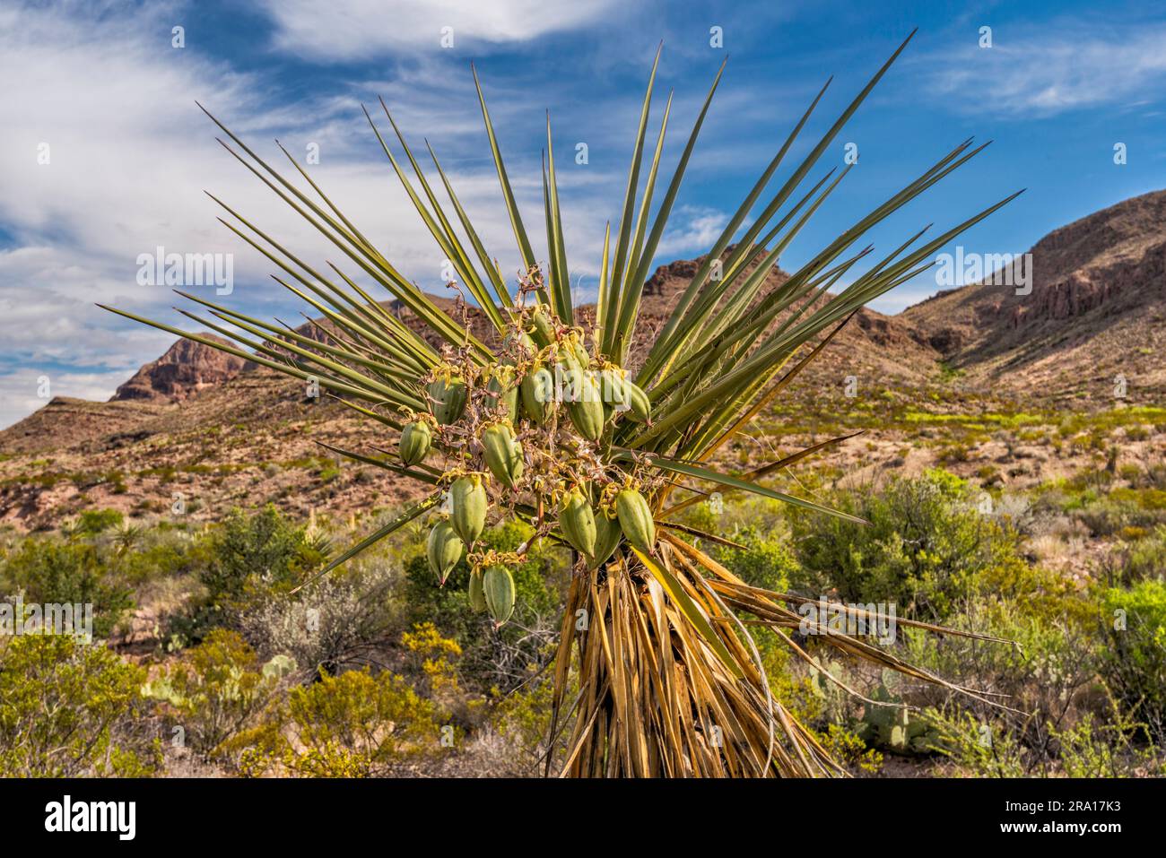 Obst im gigantischen Dagger Yucca, Mule Ear Spring Trail, Big Bend National Park, Texas, USA Stockfoto