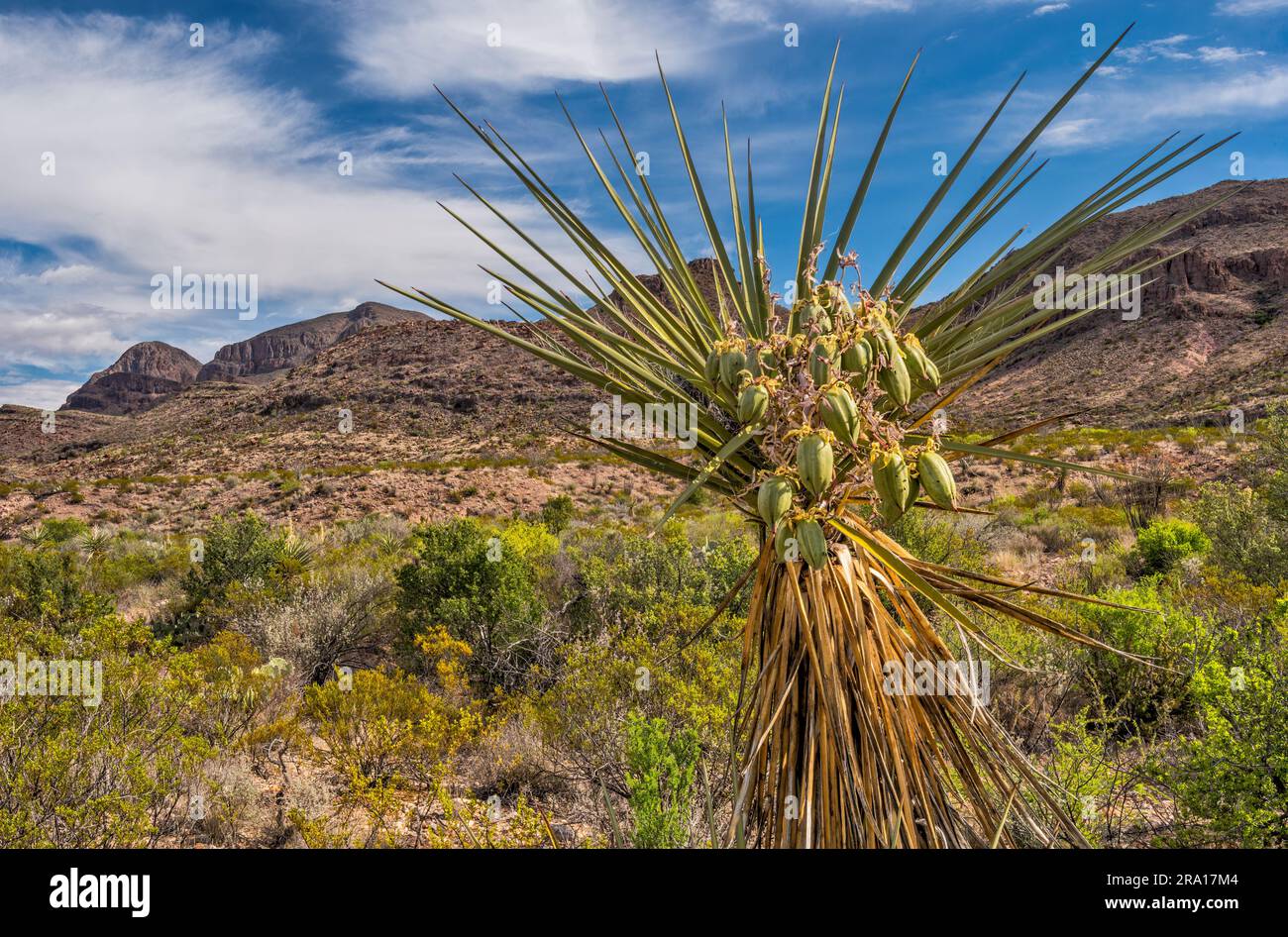 Obst im gigantischen Dagger Yucca, Mule Ear Spring Trail, Big Bend National Park, Texas, USA Stockfoto